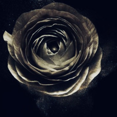 Gold Roses (Freestyle)