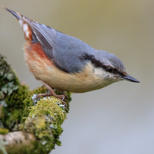 Nuthatch - MixPre - 5465