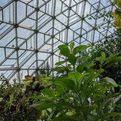 Cover of The Loser by Verzache