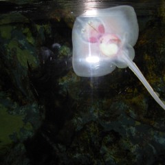 Day Time TV By McInnovate