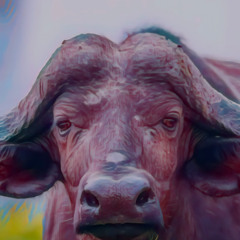 Buffalo (teaser track)