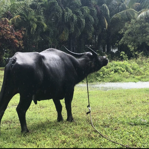 Don’t blame it on the chachacha [Cover] by Dave Evans