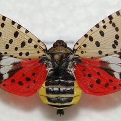 Spotted Lantern Fly  SMH/PW