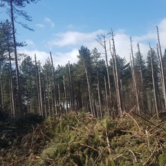 Giant Trees