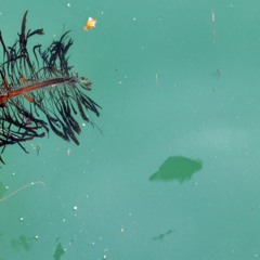 Solo øveopptak utdrag 4