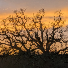 Dark Nights (2026 Remaster)