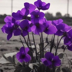 fistful-of-violets Amy theme song