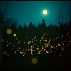 COUNTRY HIT - LE LUCCIOLE CANTANO - CANZONI DEL BOSCO - RELEASE - Sirius