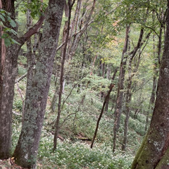 japenese demin w/ Mili