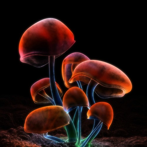 mushroom　1001 Amazon.com: koemhxb Mushroom Paint by Numbers for Adults