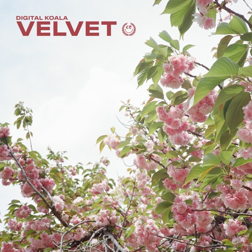 Digital Koala - Velvet