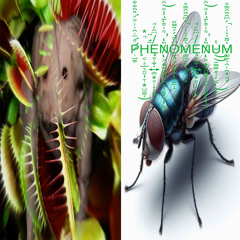 PHENOMENUm*//WAKUp!!