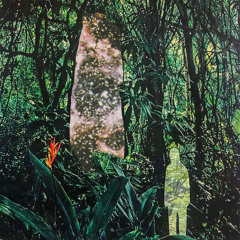 VANONI - AMATEUR EXOTIC'S LABYRINTH OF CRIMSON NECTAR