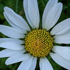 Come On Up To The House (Tom Waits Cover)