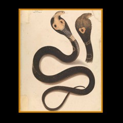 PREMIERE: Hostox - Daydreamx