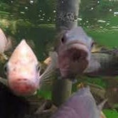 Audiogruppe - Wenn Fische Sprechen Könnten