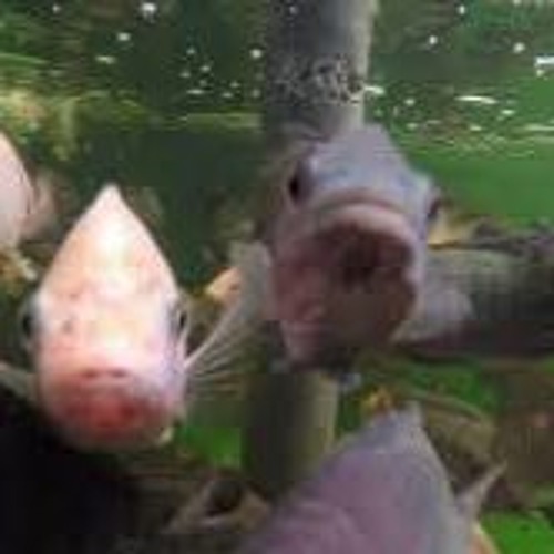 Audiogruppe - Wenn Fische Sprechen Könnten