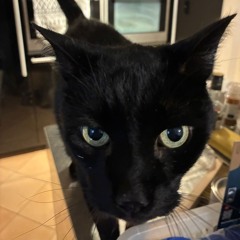 2hollis chopped and screwed