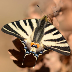 Un drôle de papillon (2025) 17’23’’