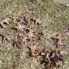 Gathering Leaves by Robert Frost