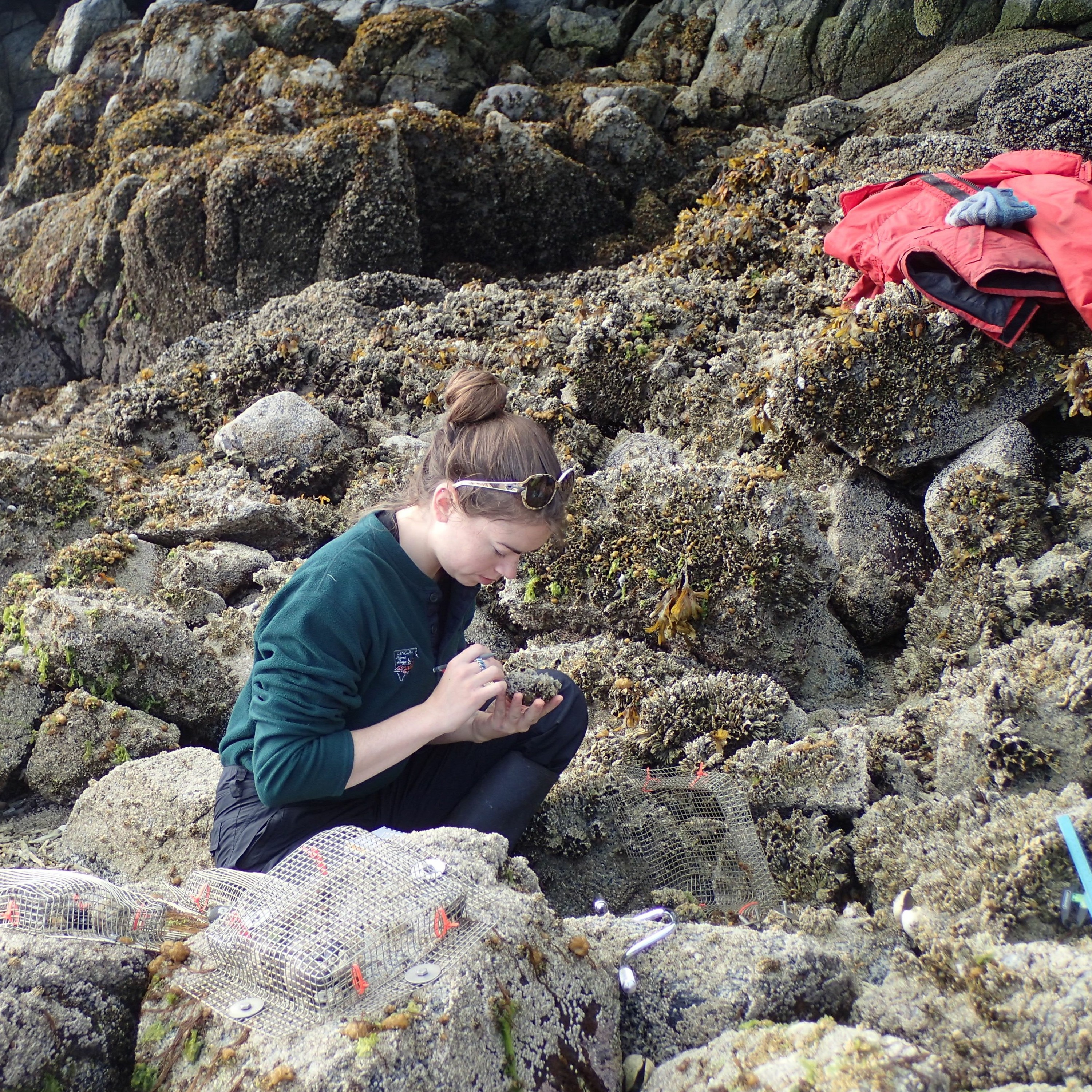 Discovery Island Sea Snail Species Threatened By Warming Oceans