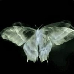 Wonder If You Cared (Flyingfish)