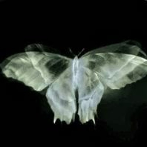 Wonder If You Cared (Flyingfish)
