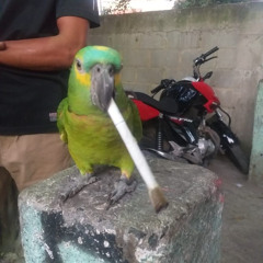 vou te bota