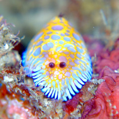 Fell In Luv Witta Strippuh! (prod. meepu beepu)