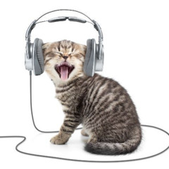 я хочу быть твоим котом