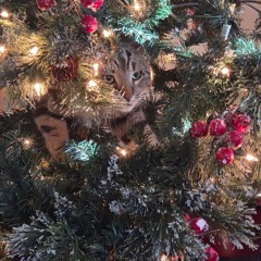 meow_meow_christmas_49baf92a-2a10-4094-b461-fb1d86179e61.mp3