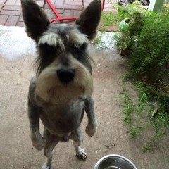 confess your love remix