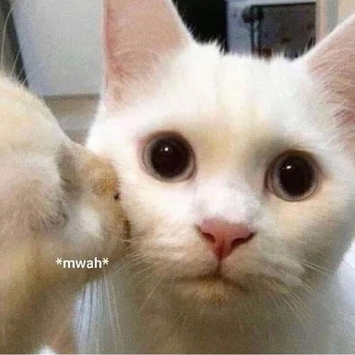 minh lang im den luc nao 🥲😶