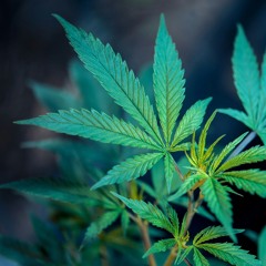 After Cannabis