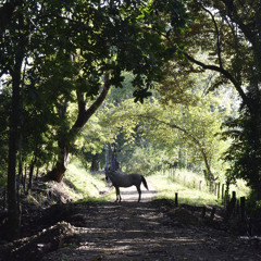 Buenas Intenciones 2.0