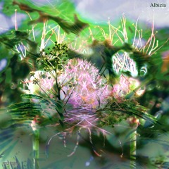 12. Albizia