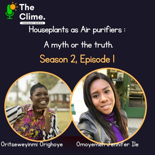 House Plants as air purifiers : A myth or the truth?