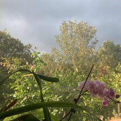 guitars and saxophones in the august winds