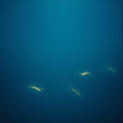 Ocean Eyes Closed