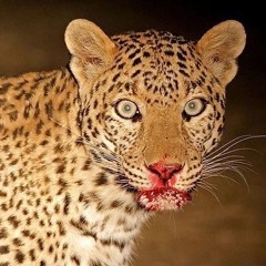 Mix for Straydog <3 (HARDTECHNO/SCHRANZ)