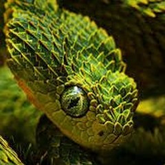 Street Venom ( BEAT FOR SALE ) SOLD
