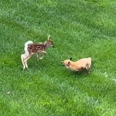 foxes