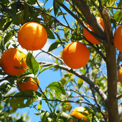 Blunt Break interlude