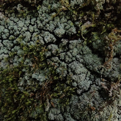 Thojo - Horst Club 2025