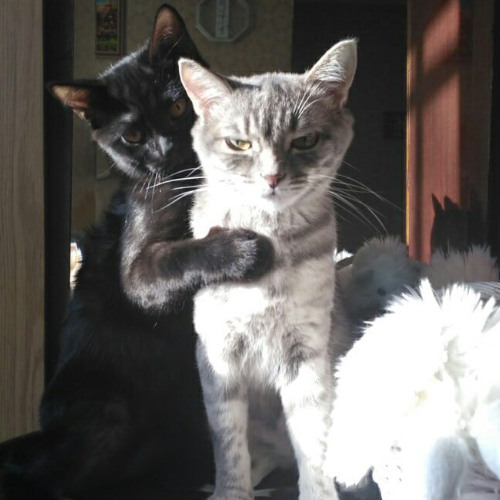 kats