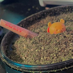 smoke tree with an immortal
