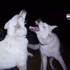 theres poison in the well