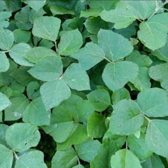 I Wanna Go Home (Remake) SamplingSampling