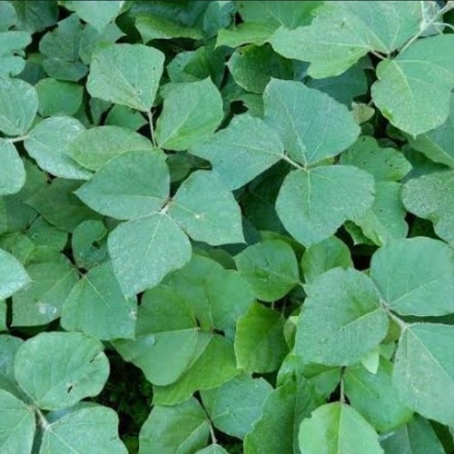 I Wanna Go Home (Remake) SamplingSampling