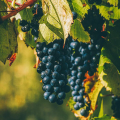 SMASHED GRAPE Sample pack + ableton rack